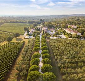 Luxury Villa Estate with 3 Pools on Istrian Vineyards near Bale, sleeps 56-60